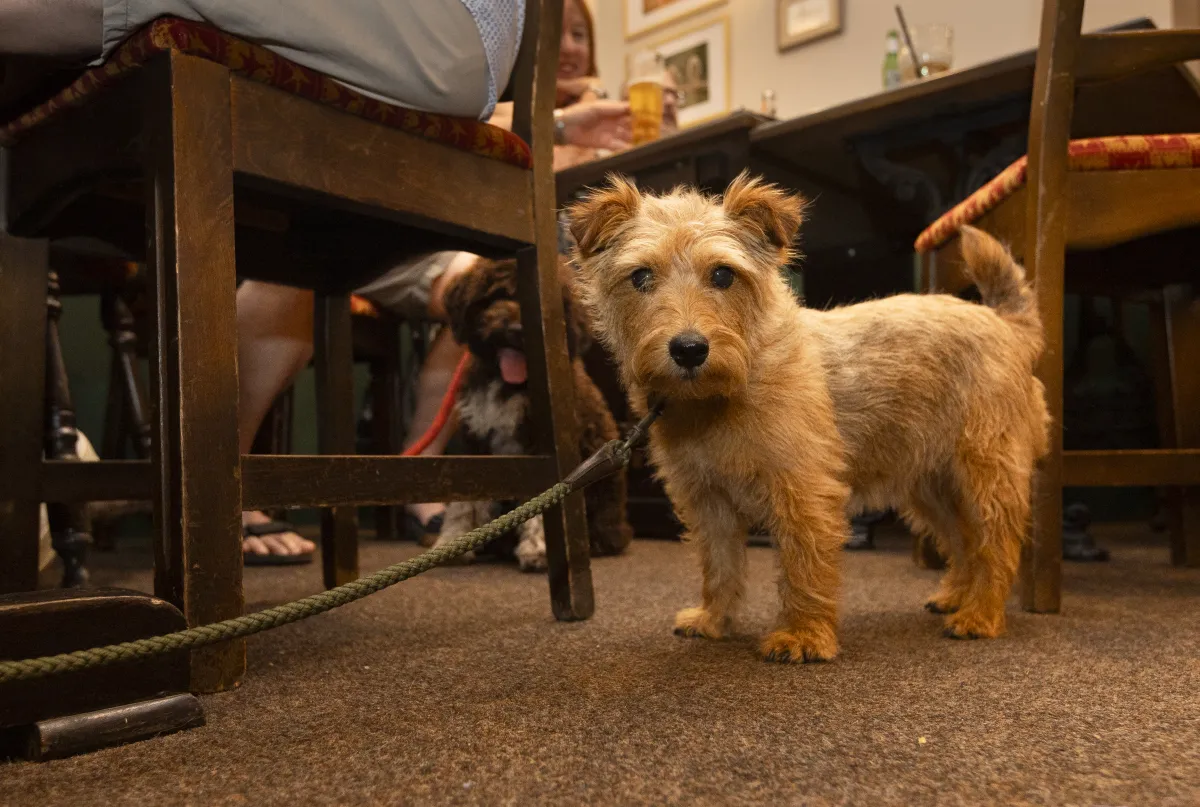 A small terrier enjoying a busy evening at The Black Lion